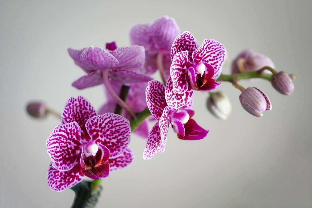 Ein einfacher Trick für den Sommer, damit Ihre Orchidee wieder blüht (von Gärtnern bestätigt)