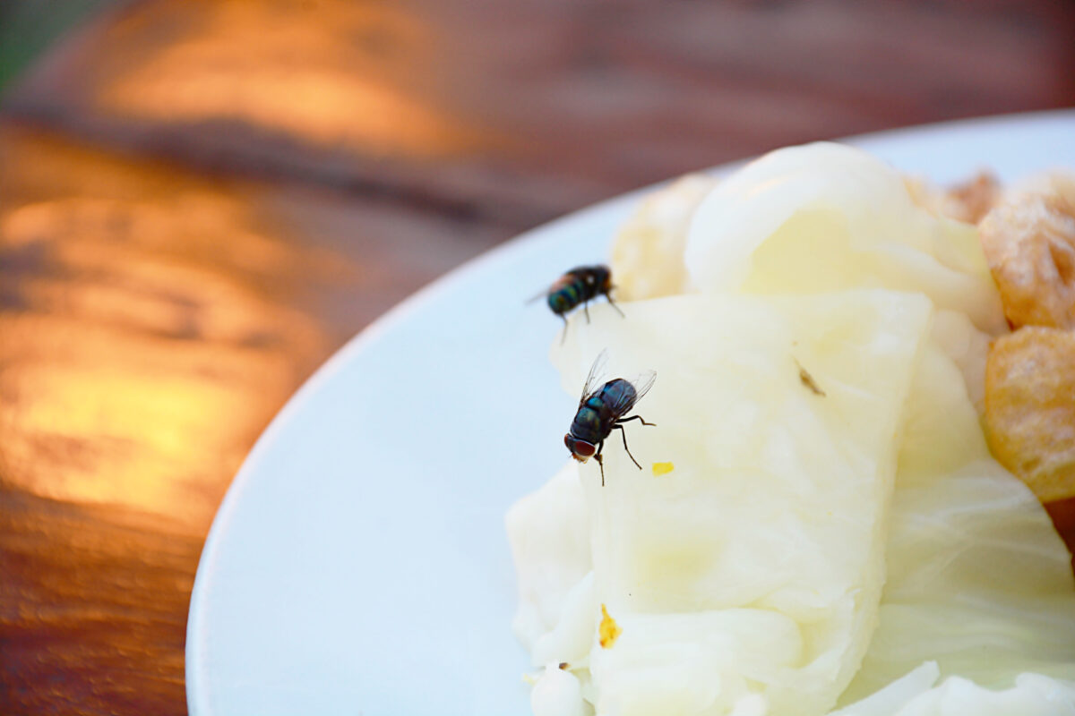 Wie kann man Fliegen im Haus auf natürliche Weise loswerden, laut Experten?