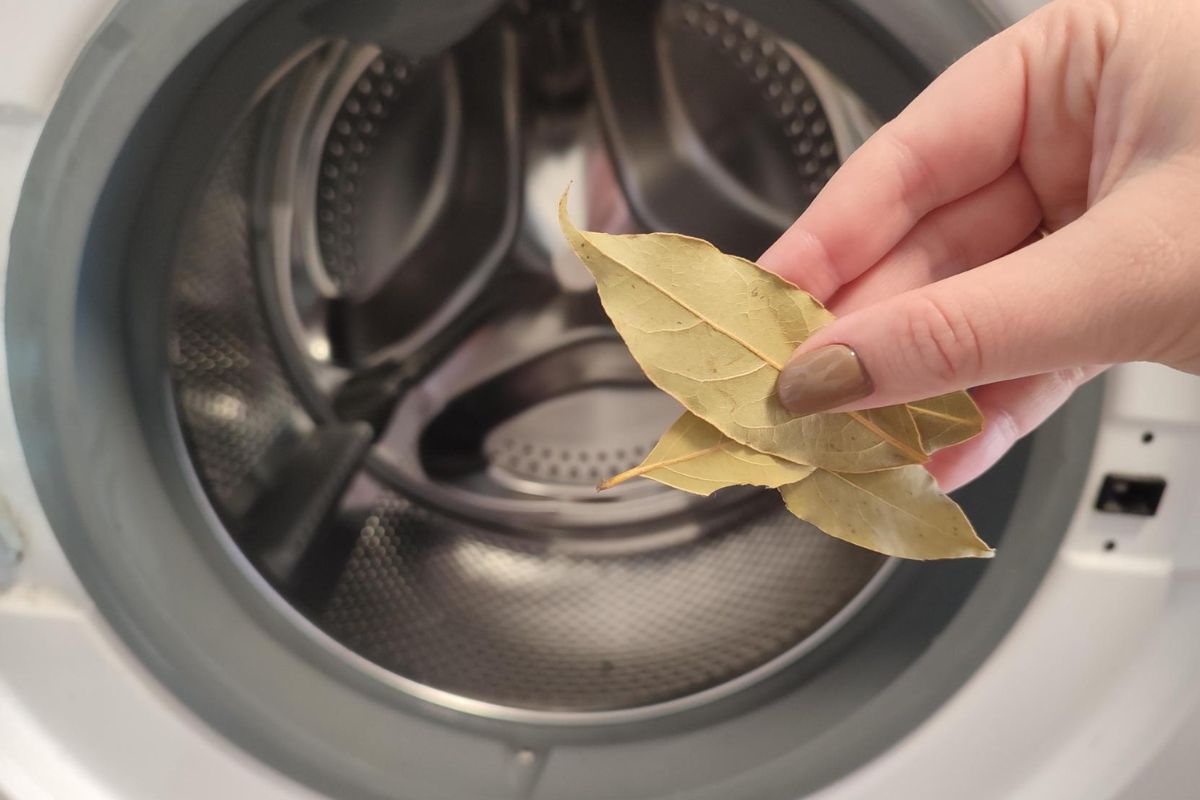 Der Trick mit dem Lorbeerblatt: So beseitigen Sie unangenehme Gerüche aus der Waschmaschine und verleihen Ihrer Wäsche einen angenehmen Duft.