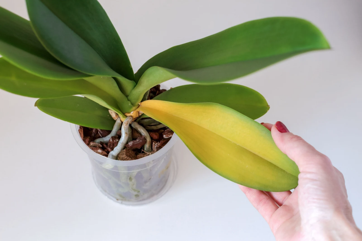 Ihre Orchidee wird gelb? Eine einfache Methode, um die Pflanze innerhalb weniger Tage zu retten