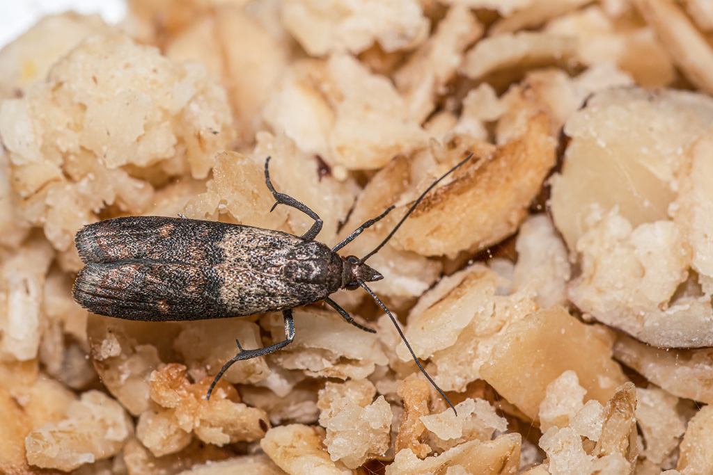 Wie man einen Befall von Lebensmittelmotten im Haus vermeidet. Viele Menschen machen diesen Fehler