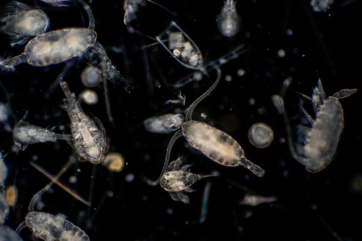 Amerikanische Wissenschaftler haben herausgefunden, dass das Abschmelzen Grönlands das Leben im Ozean fördert und das Wachstum von Phytoplankton um bis zu 40 % stimuliert