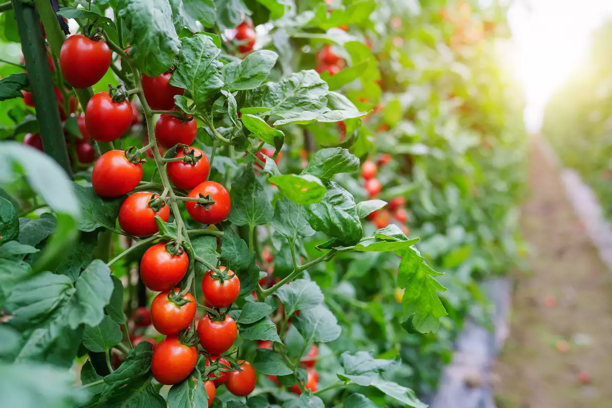 Tomaten reifen im Handumdrehen. Alles, was Sie brauchen, ist ein einfacher Zahnstocher.