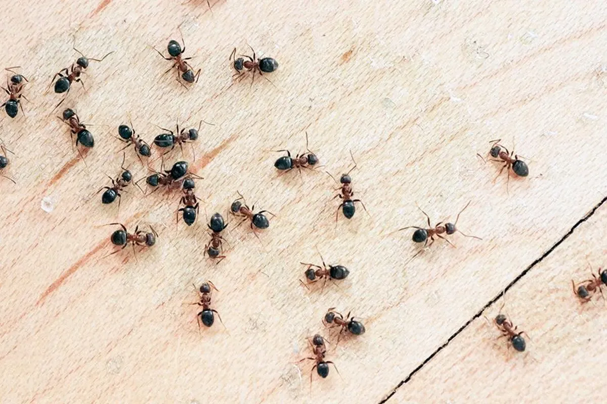 Hausmittel gegen Ameisen im Haus, im Hof und im Garten