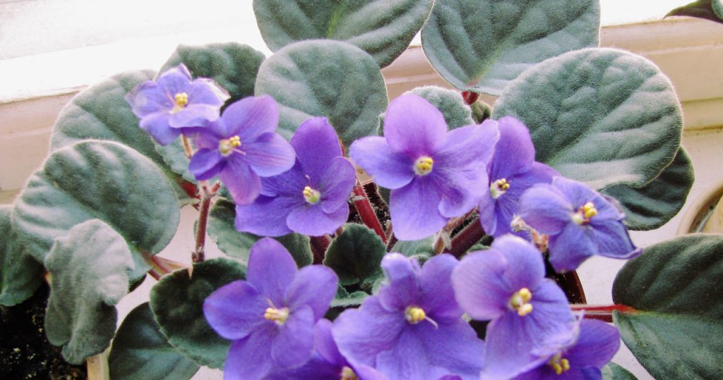 Gießen Sie die Veilchen nach dem Sommer. Sie werden sehen, wie schnell sie mit Blumen streuen werden