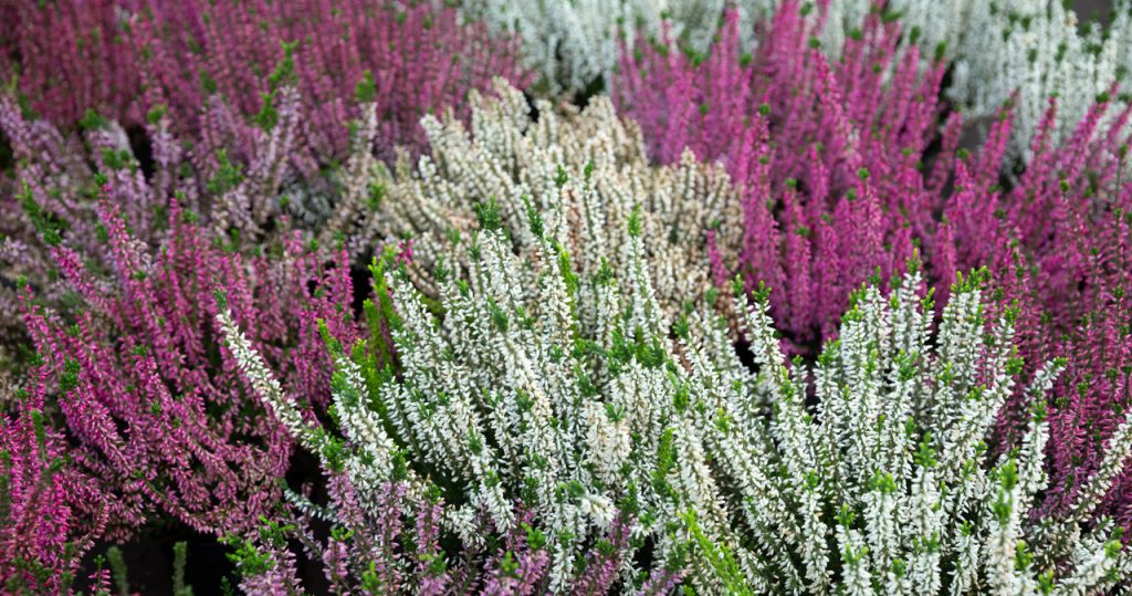 Heathers oder Heather? Was kann besser im Garten und auf der Terrasse pflanzen?