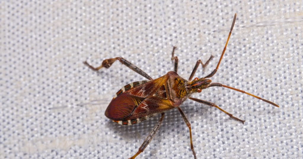 Sie schieben nach Hause und stinken. So werden Sie ungebetene Insekten los