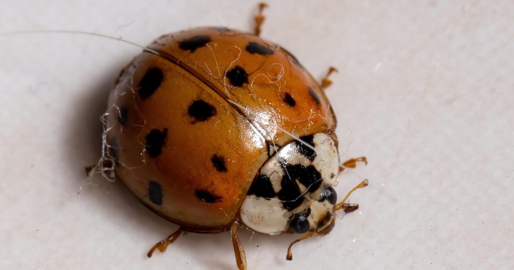 Asiatische Marienkäfer schieben nach Hause? So werden Sie ungebetene Gäste los 