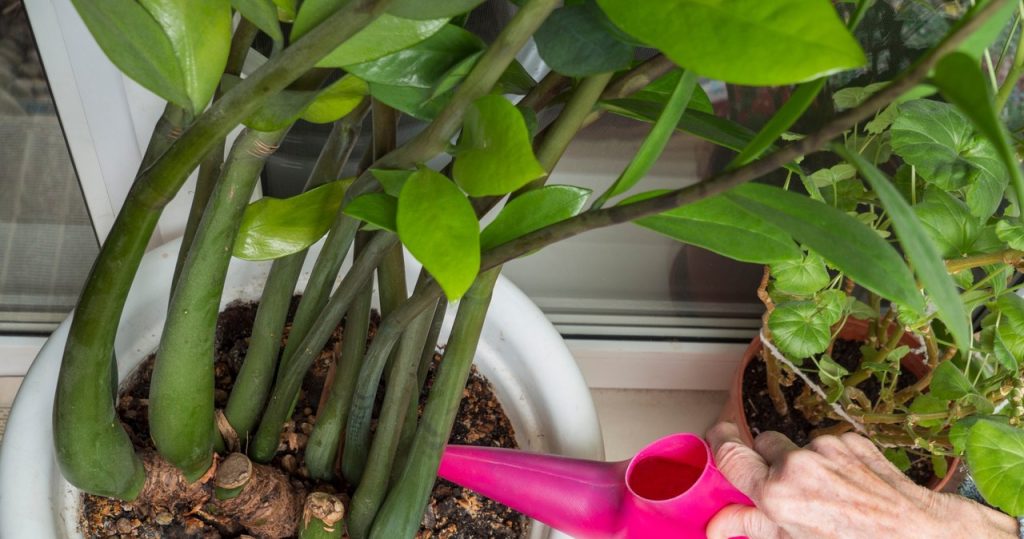 Zamiokulkas ist in den Augen mildend? Der Florist zeigt, was die Ursache sein kann 