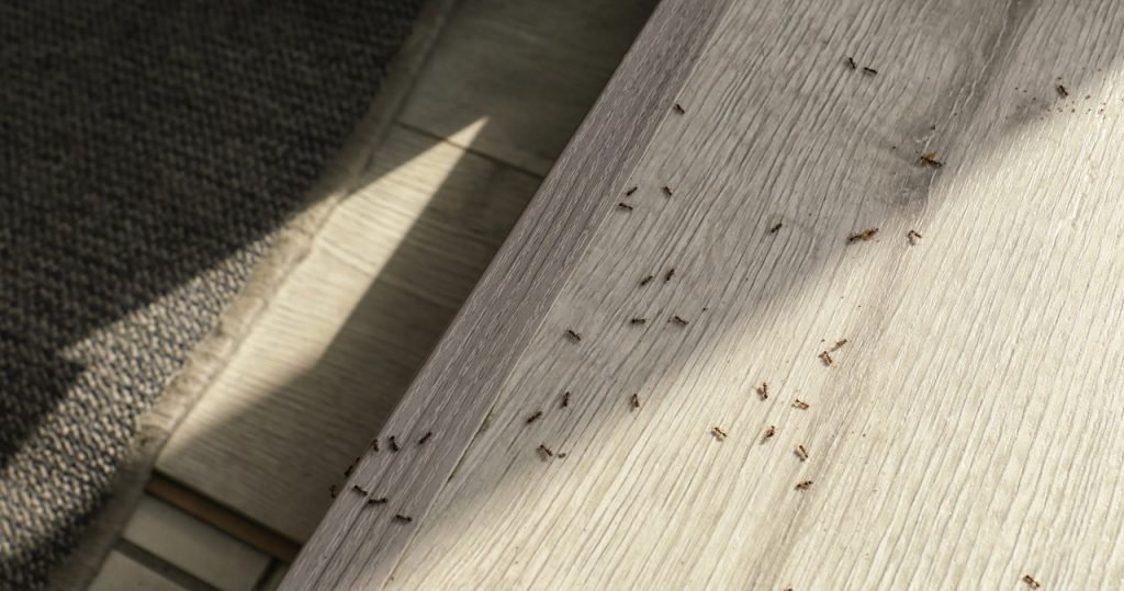 Ameisen gehen nach Hause? Nehmen Sie anstelle teurer Einzelheiten eines aus dem Zimmer des Kindes 