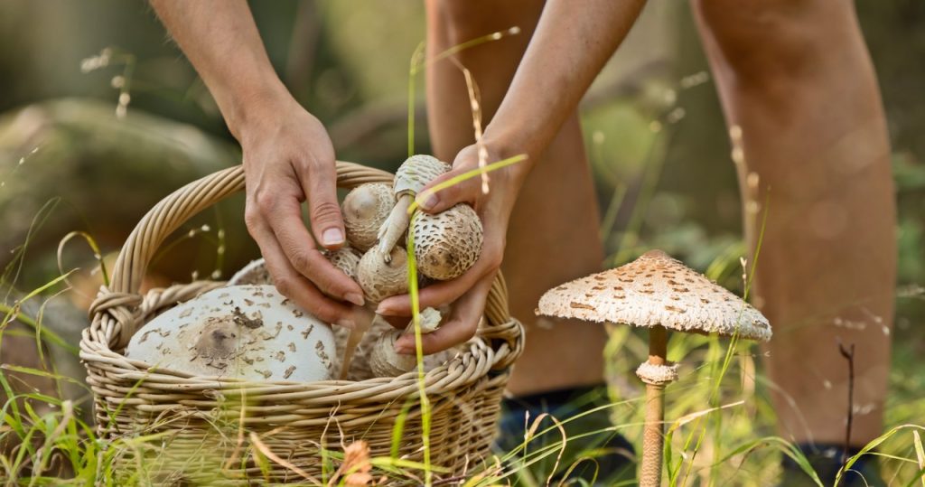 Die leckersten Pilze in Polen sind im Gange. Hier finden Sie am meisten
