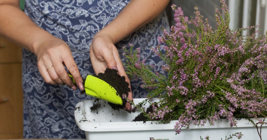 Dies ist die beste Firma für Heather. Sie können sie in einen Topf pflanzen