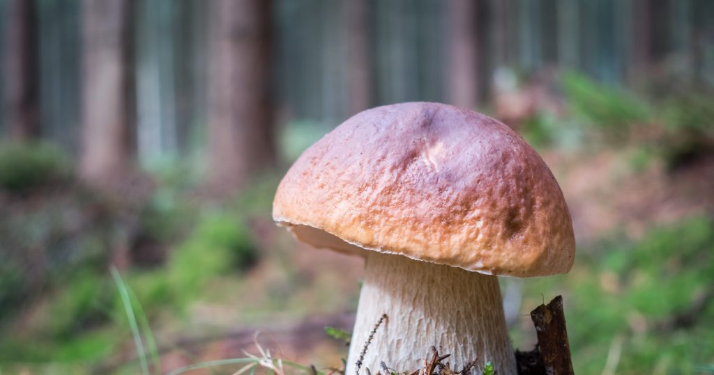 Dieser Aberglaube bringt unglücklich. Tun Sie dies niemals während der Pilzpfläge