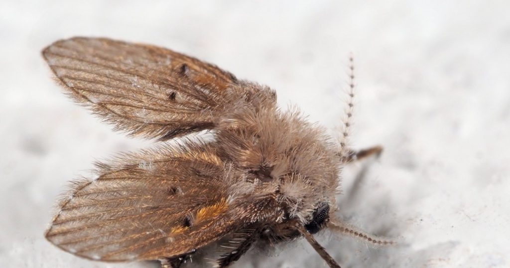 Sehen Sie solche Insekten im Badezimmer? So werden Sie sie von den Abflüssen los