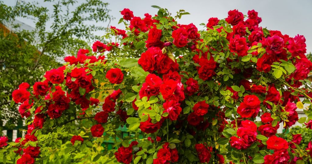 Tun Sie es im September, wenn Sie möchten, dass die Rosen den Winter überleben. Sie werden von den Frosts zerstört 