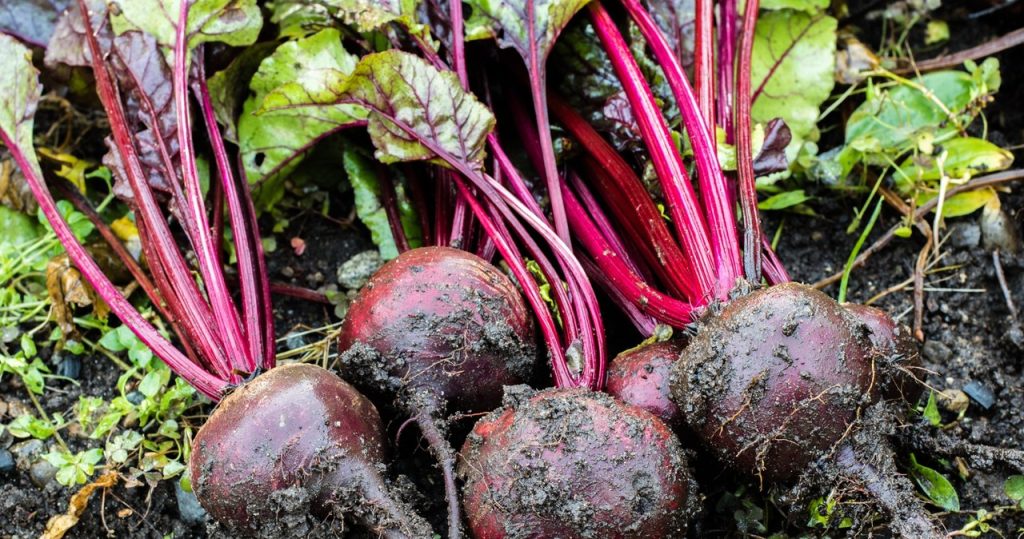 Vergessen Sie nicht, es mit Rüben zu tun. Sie werden groß, lecker und süß wie Süßigkeiten sein