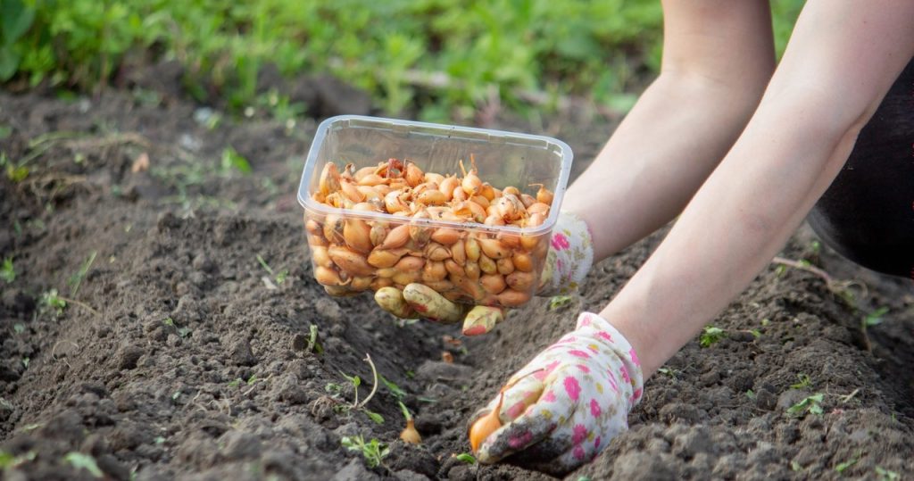 Platzieren Sie diese Pflanze im September. Es wird den Garten im Februar mit Blumen bedecken