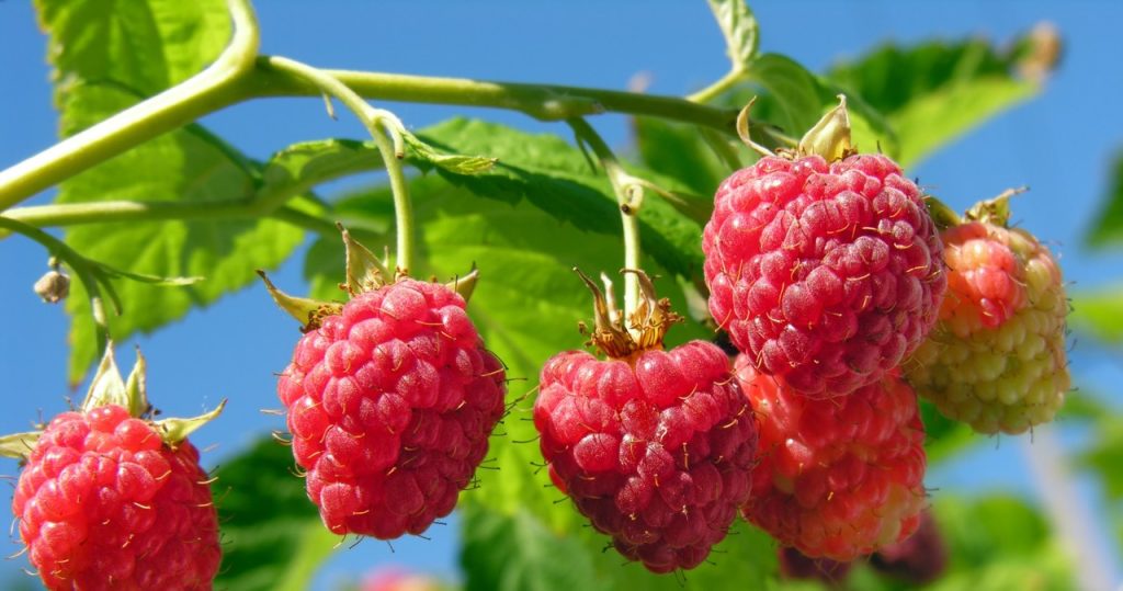 Einige tun es im Herbst, andere im Frühjahr. Wann können Sie Himbeeren schneiden, damit sie viel Obst haben?