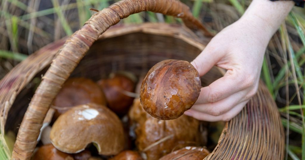 Betrachten Sie sich als erfahrene Pilzpflücker? Überprüfen Sie, ob Sie alle Arten von Pilzen erkennen werden