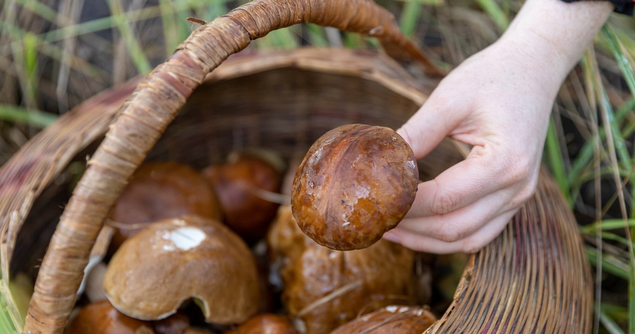 Pilzquiz - werden Sie alle Arten erkennen? /East News