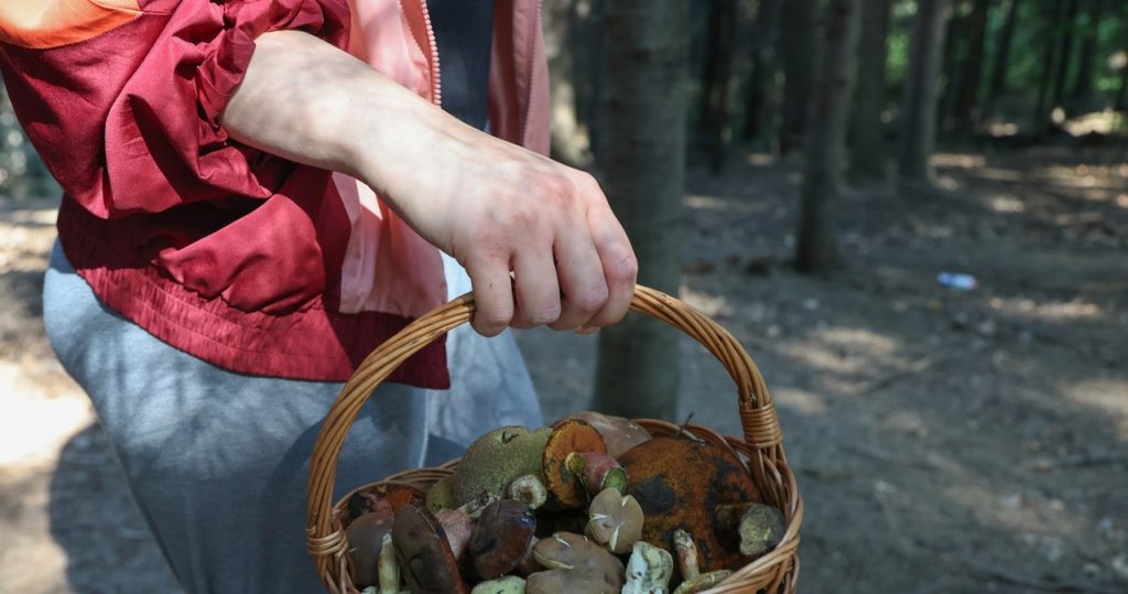 Pilze im ganzen Land. Daher kommen Pilzpflücker mit vollen Körben zurück 