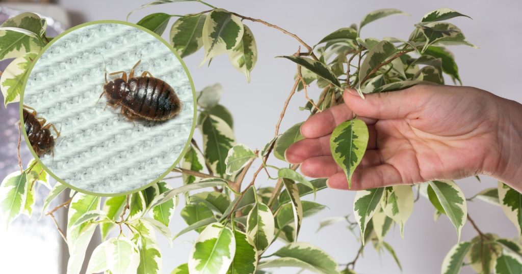 Werfen Sie diese Pflanzen so schnell wie möglich aus dem Haus. Sie ziehen Bugs an 