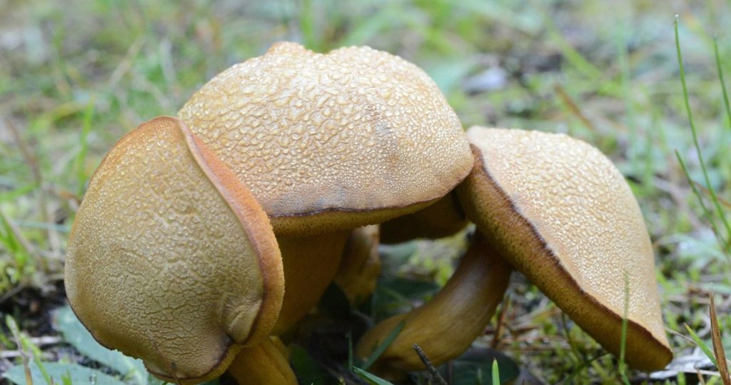 Dies ist der beste Pilz zum Marinieren. Überprüfen Sie, wo Sie es finden können