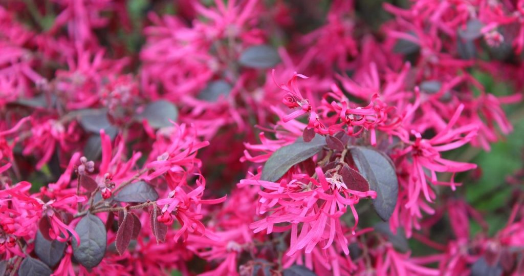 Stellen Sie sicher, dass Sie den Garten in den Garten geben. Im Winter blüht es mit vielen rosa Blumen