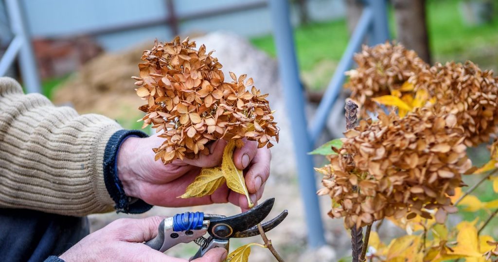 Hortensien sind verblasst? Der Gärtner zeigt, ob es sich lohnt, die Blumen zu schneiden