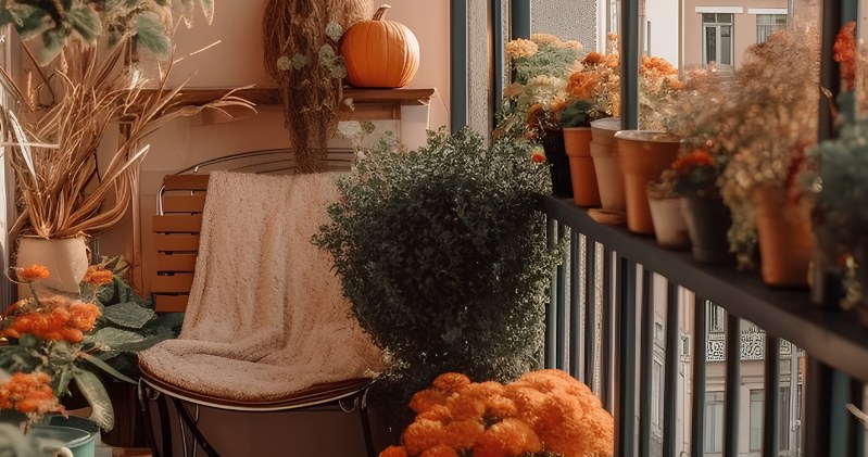 Setzen Sie es im Herbst auf den Balkon. Die Nachbarn werden mit Eifersucht brechen