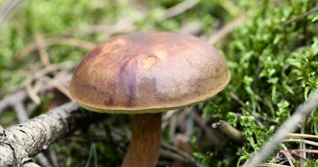 Hier finden Sie die meisten Pilze. Erfahrene Pilzpflücker wissen das