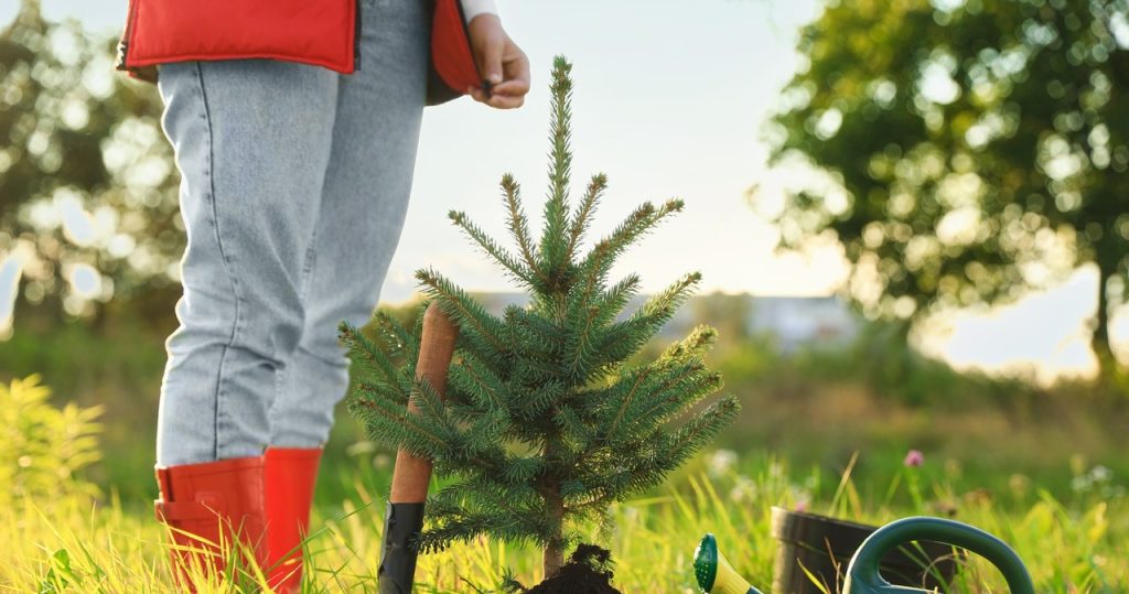 Übersehen Sie nicht das Datum der Rückzahlung von Nadelbäumen. Sie müssen sich gegen Frosts akklimatisieren