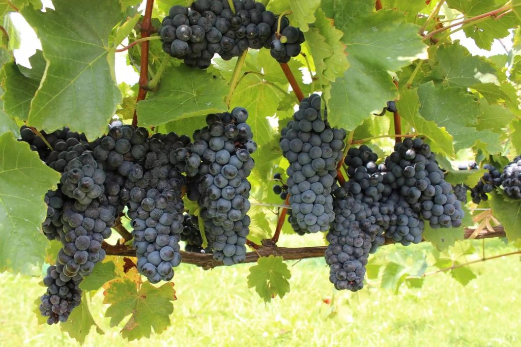 Herbst Elsass: Die schönsten Weinberge, Radwege und traditionelle Märkte
