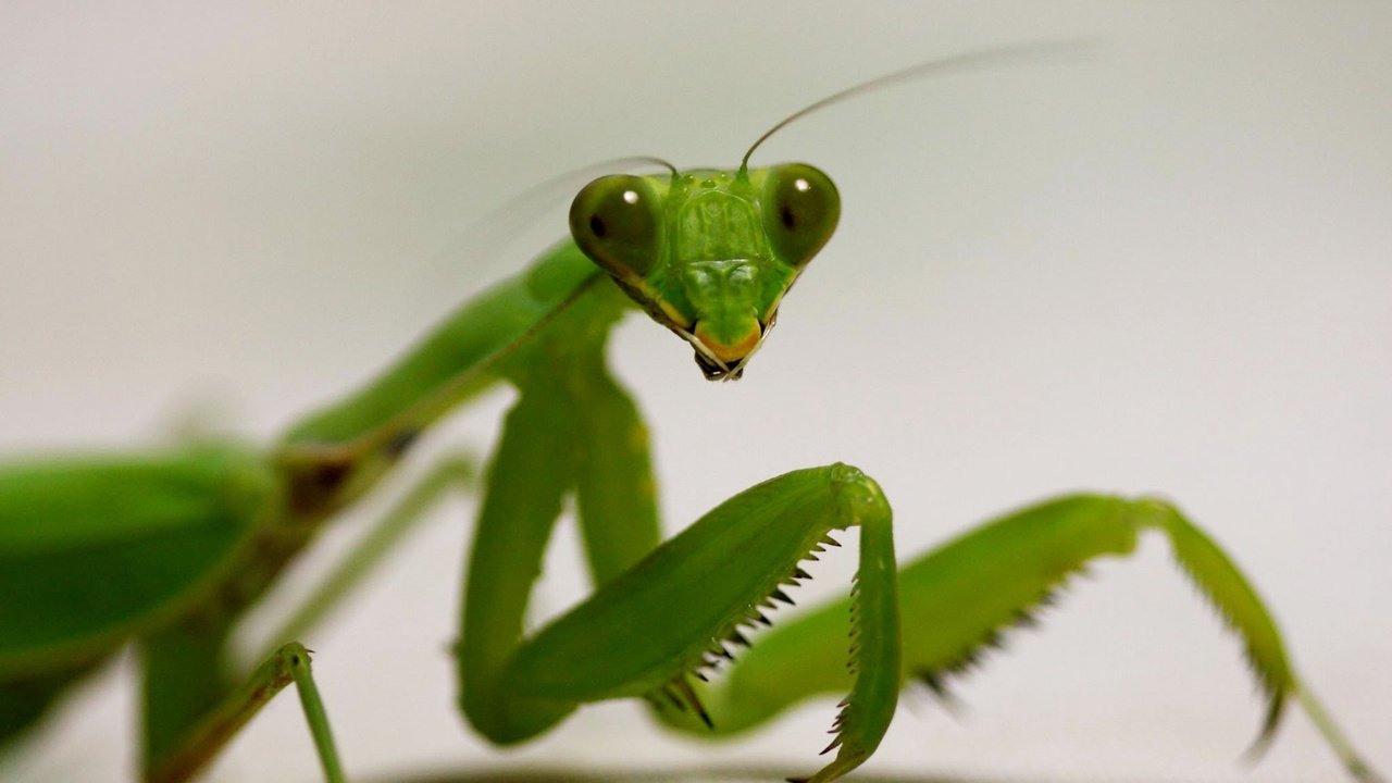 Ihre Gefräßigkeit ist legendär. Diese Insekten greifen sogar Vögel und Schlangen an.