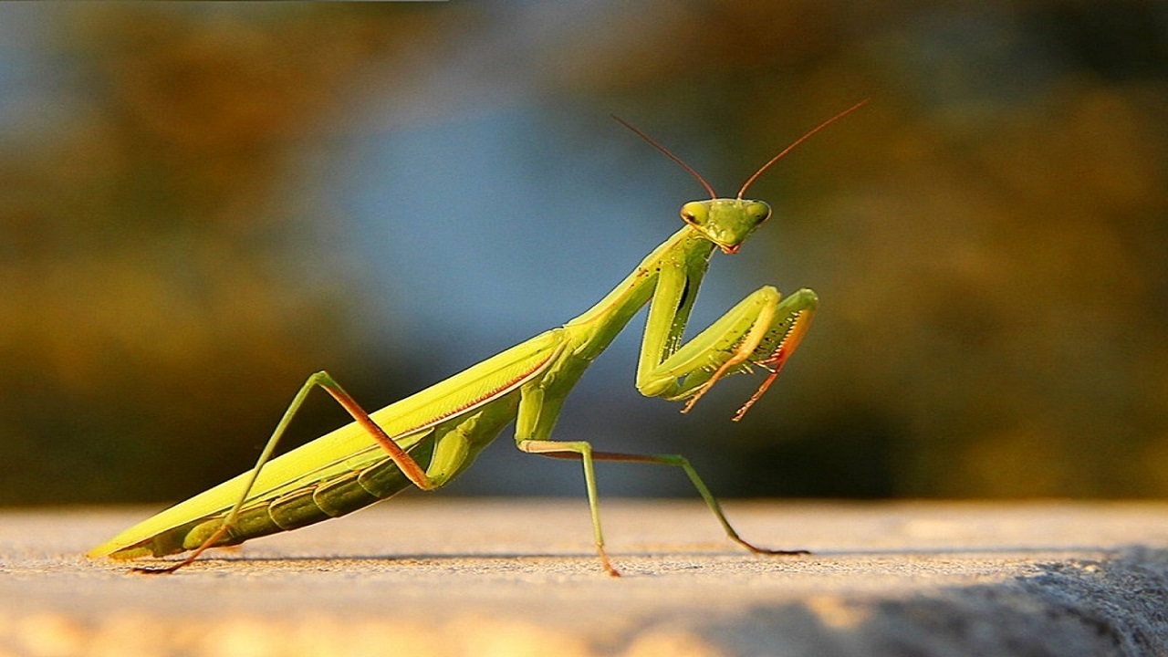 Ihre Gefräßigkeit ist legendär. Diese Insekten greifen sogar Vögel und Schlangen an.