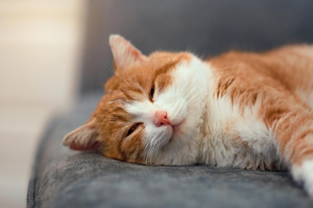 Warum lieben wir Katzen nach Psychologie