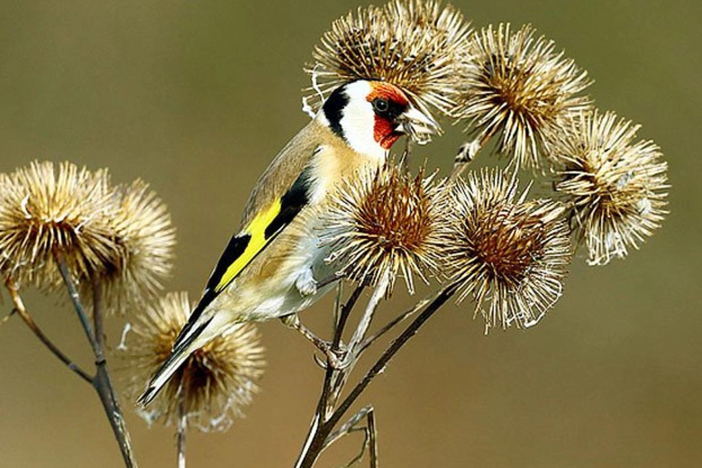 Diese Unkrautarten wollen im Herbst nicht im Garten. Der Grund kann Sie überraschen