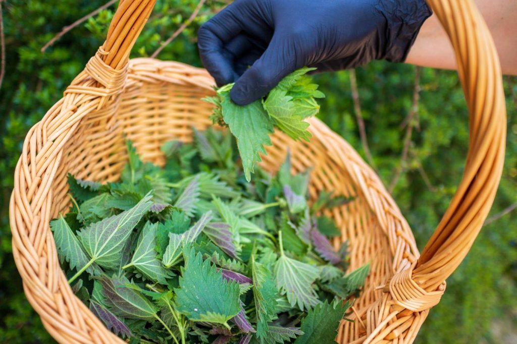 Wie mache ich rohe Pesto aus Brennnessel, das nicht brennt und hält?