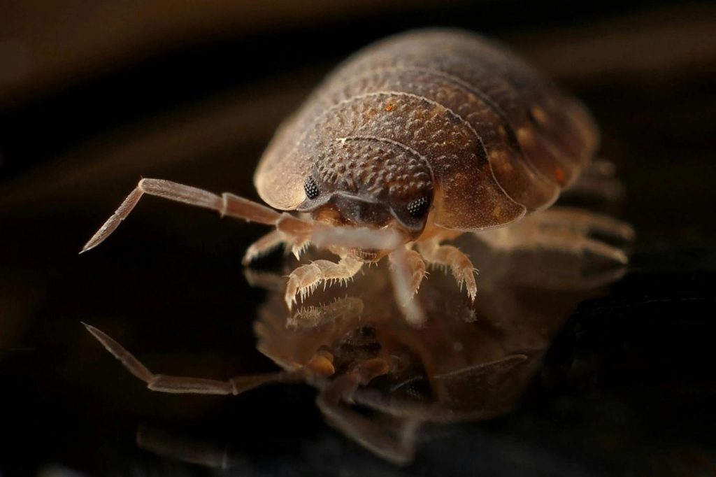 Sobald sich die Käfer fühlen, sich drehen und weglaufen: Wenn Sie diese Pflanzen haben, müssen Sie sich keine Sorgen machen