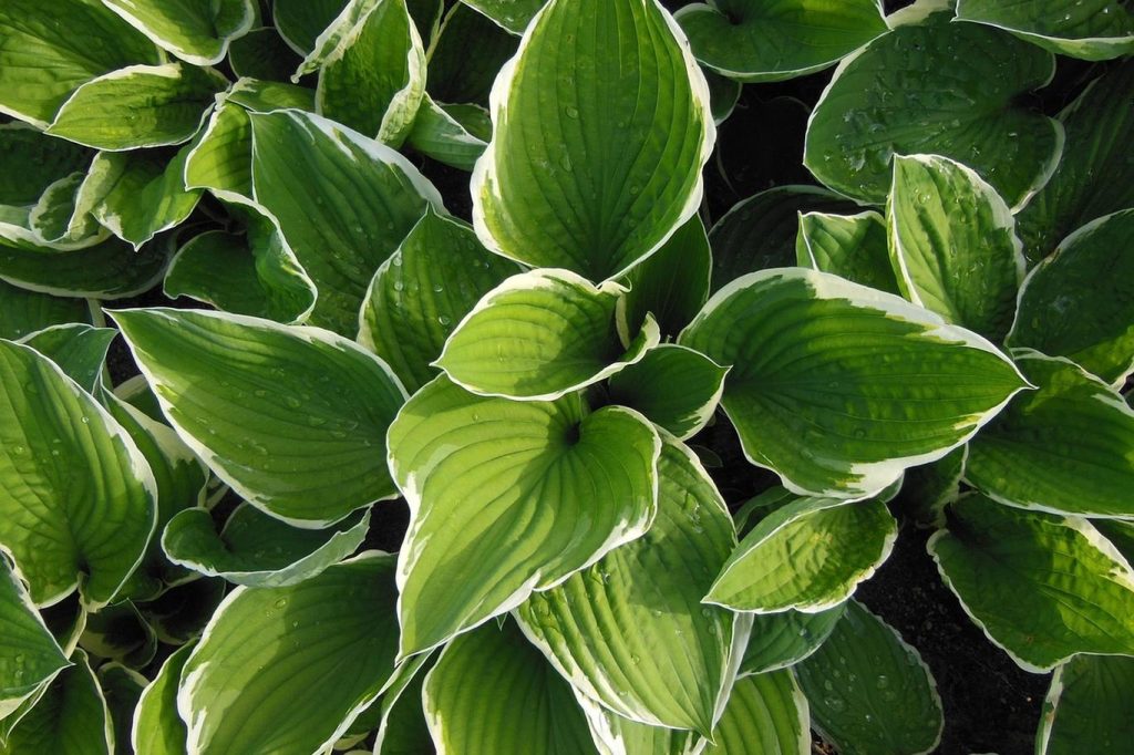 Schützen Sie diese majestätischen Schönheiten vor Frost: Wie man sich im Herbst um Gäste kümmert