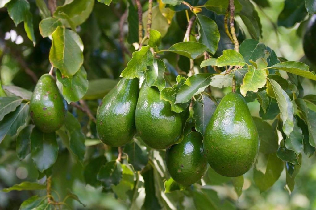 Werfen Sie keine Avocado -Schale weg: In Ihrem Haus ist Gold wert, das wert ist
