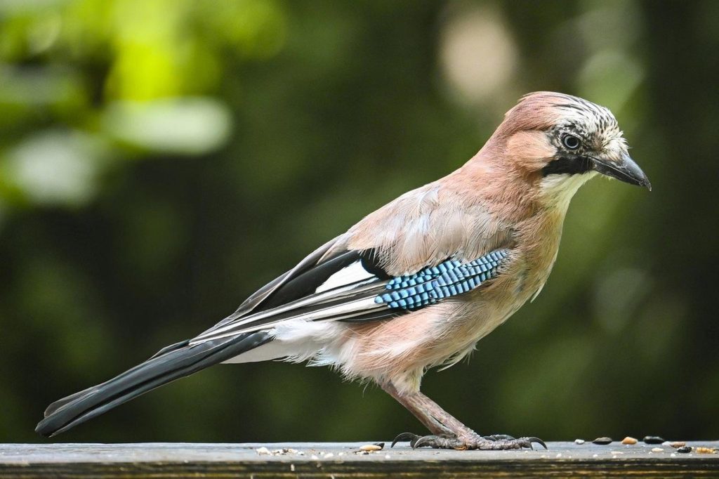 Hier geht es um Jays, Crows oder Elstern, die es sicherlich nicht wussten