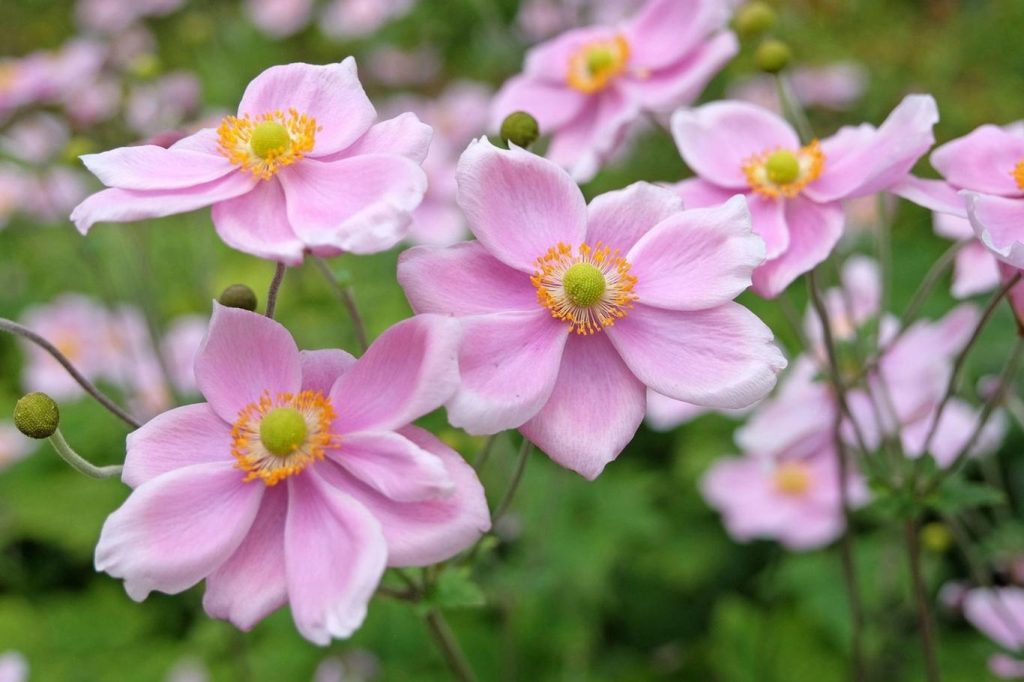 Herbstblumen werden den Garten aufhellen: Jiřina und Chrysanthemen blühen im Moment vollständig