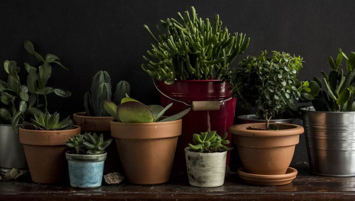 Aromatische Pflanzen für zu Hause: 12 Arten, die die Luft beduften und reinigen.