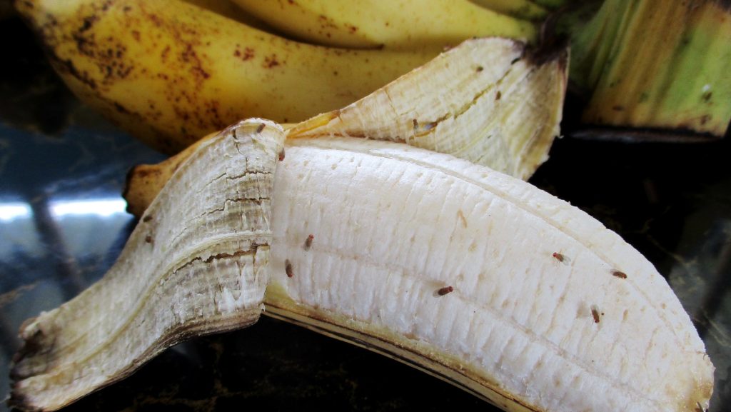 Hausmittel gegen Fruchtfliegen in der Küche. Zwei Zutaten reichen aus
