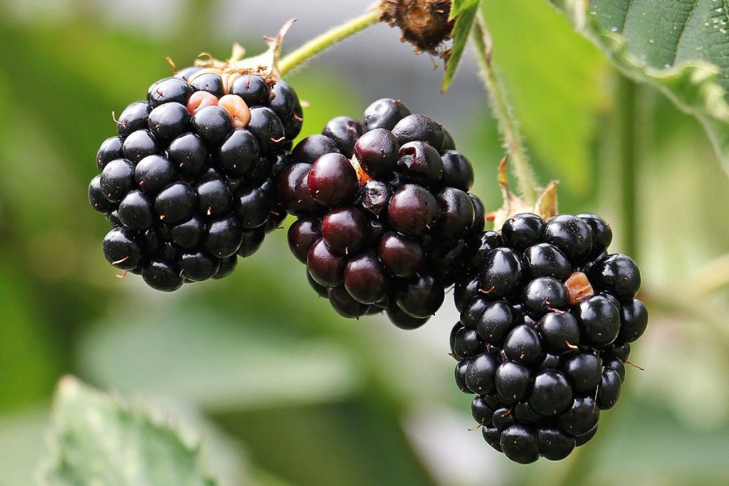 Diese schwarze Frucht hat enorme Kraft. Es senkt den Blutzucker, stärkt Sehen und Herz.