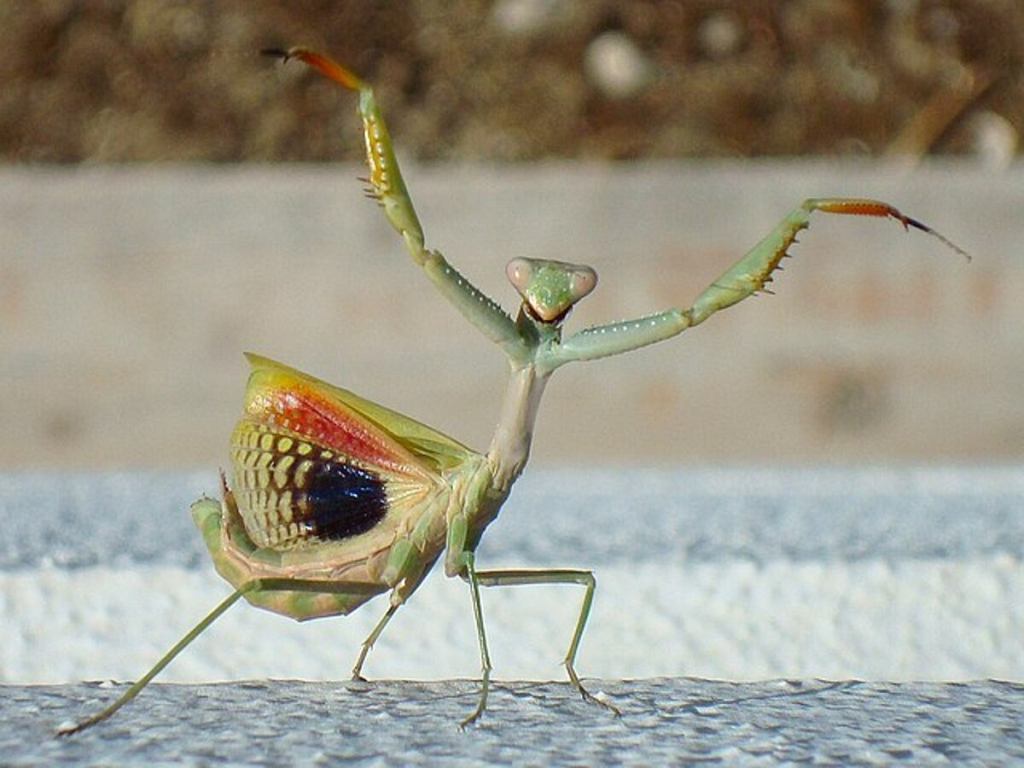 Ihre Gefräßigkeit ist legendär. Diese Insekten greifen sogar Vögel und Schlangen an.